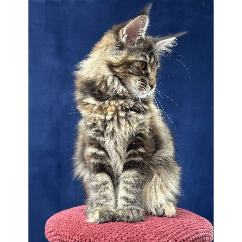 Maine Coon EZ Calina