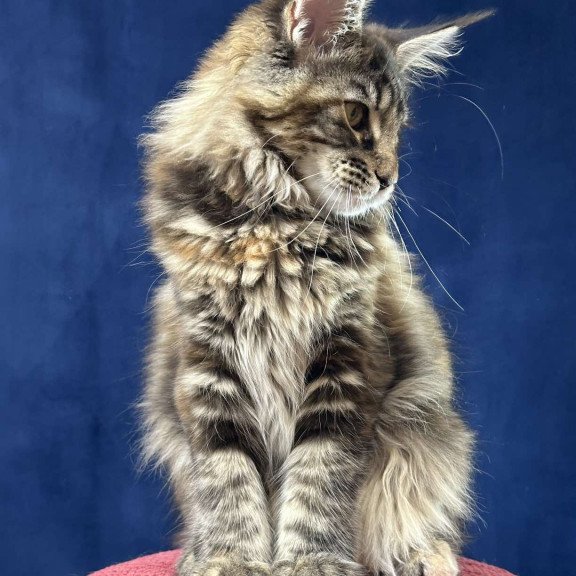 Maine Coon EZ Calina