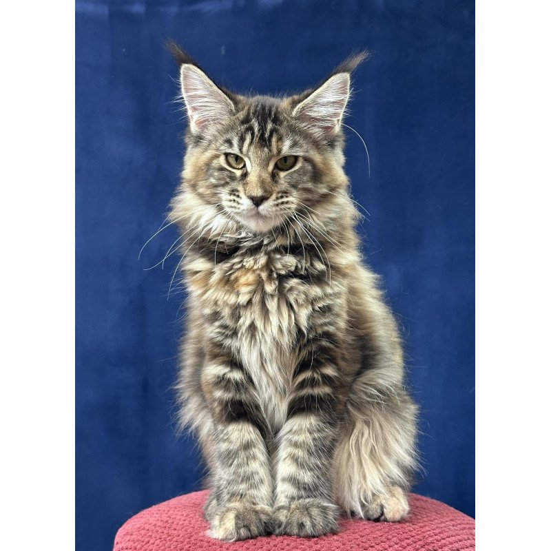 Maine Coon EZ Calina