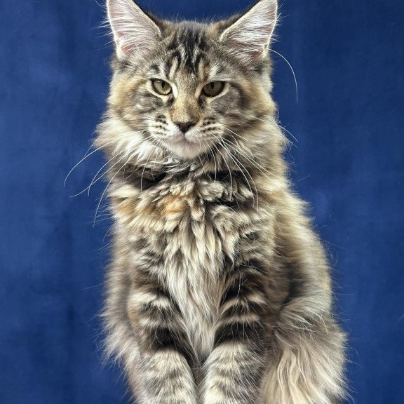 Maine Coon EZ Calina