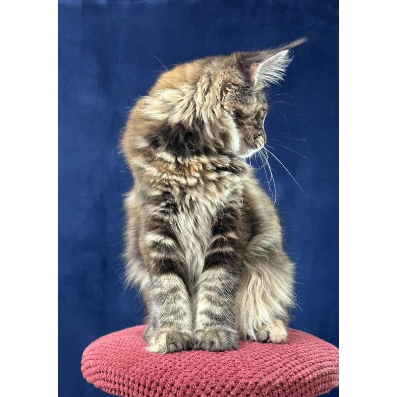 Maine Coon EZ Calina
