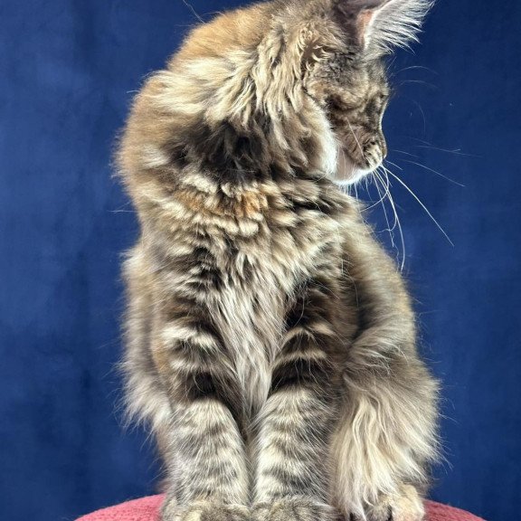Maine Coon EZ Calina
