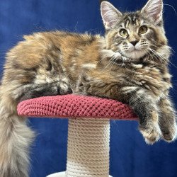 Maine Coon EZ Calina