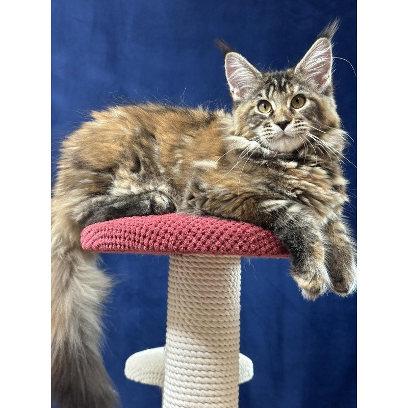 Maine Coon EZ Calina