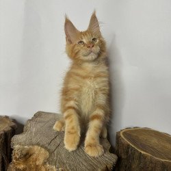 Maine Coon Kunzhut