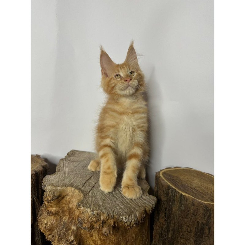Maine Coon Kunzhut