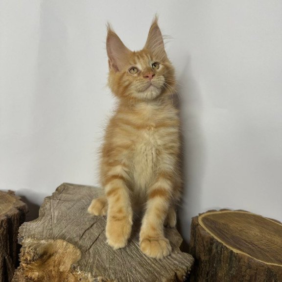 Maine Coon Kunzhut
