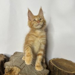Maine Coon Kunzhut