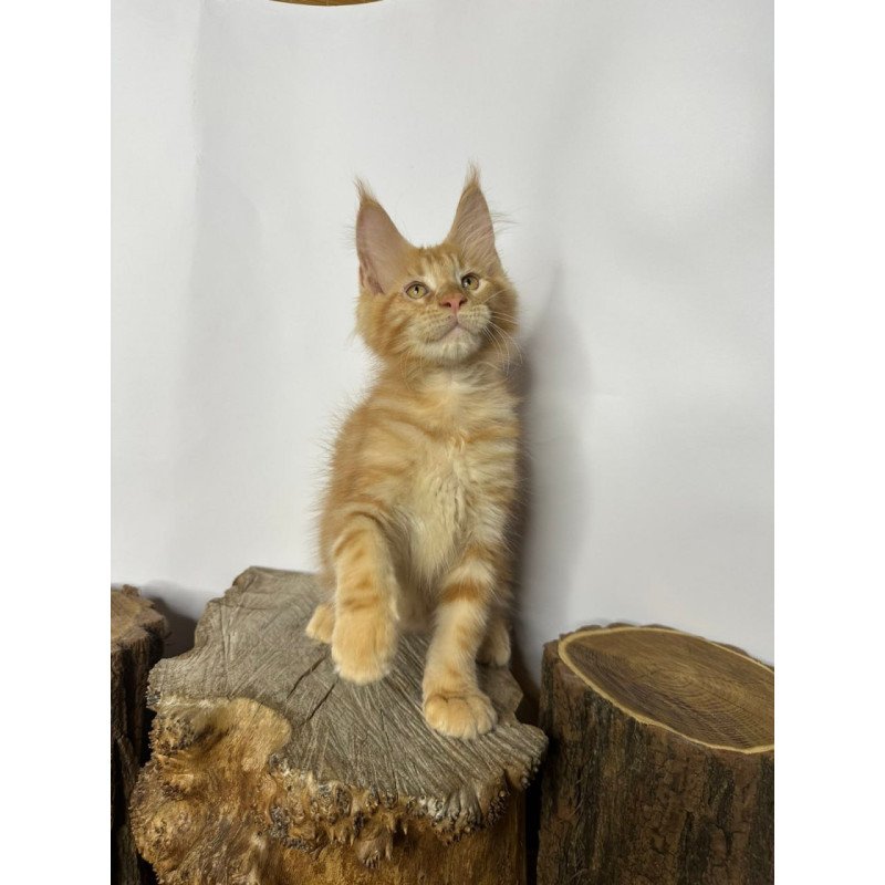 Maine Coon Kunzhut