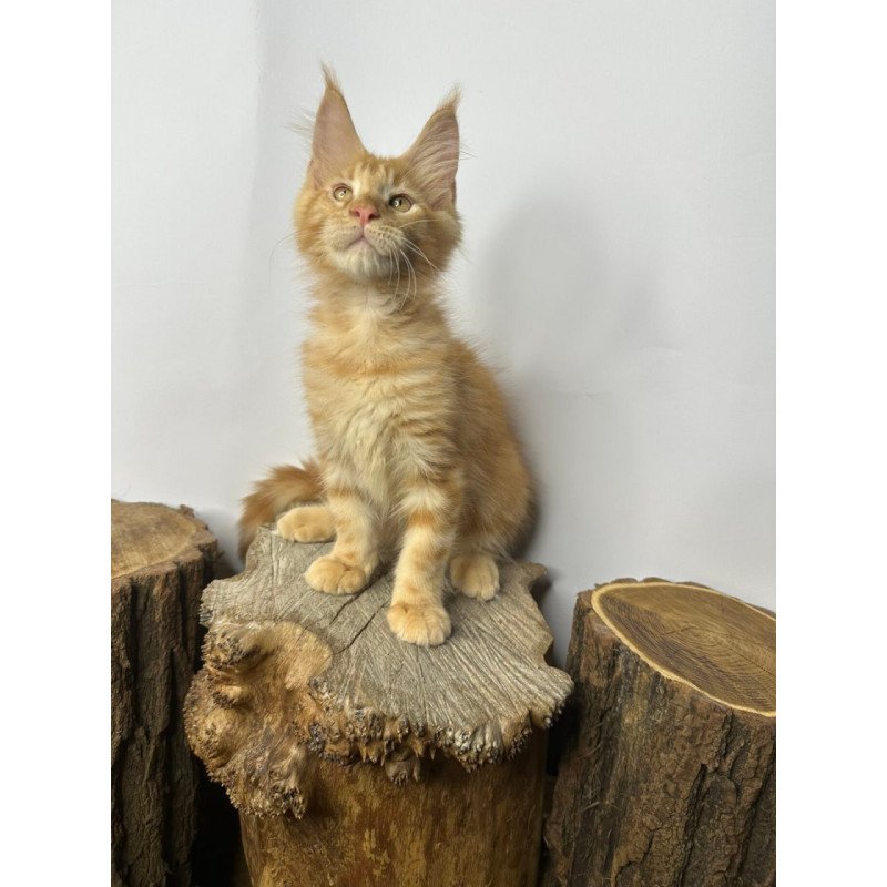 Maine Coon Kunzhut