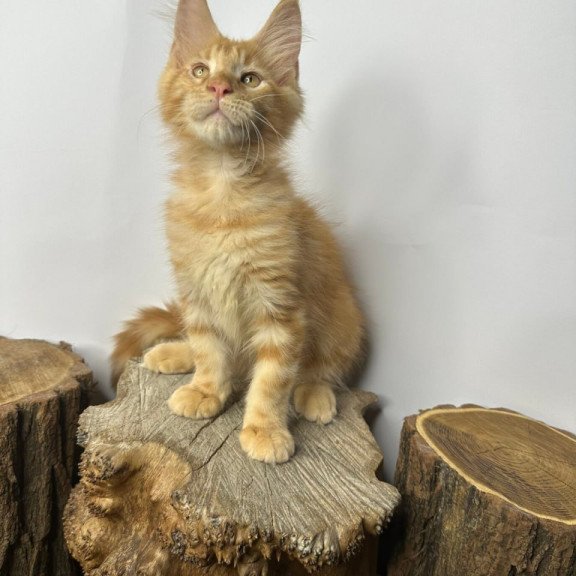 Maine Coon Kunzhut