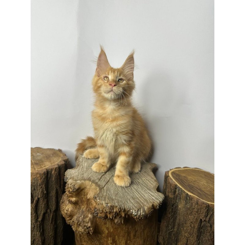 Maine Coon Kunzhut