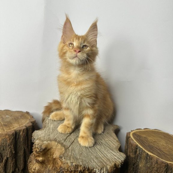 Maine Coon Kunzhut