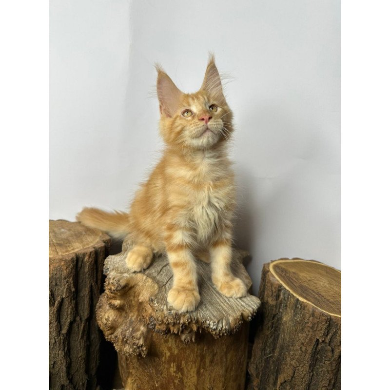 Maine Coon Kunzhut