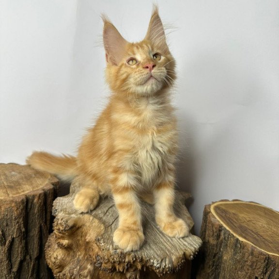 Maine Coon Kunzhut