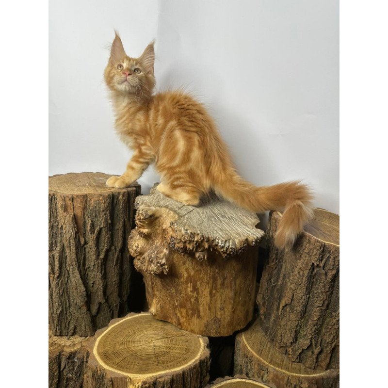 Maine Coon Kunzhut