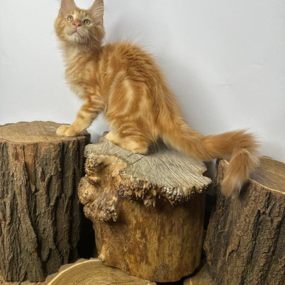 Maine Coon Kunzhut