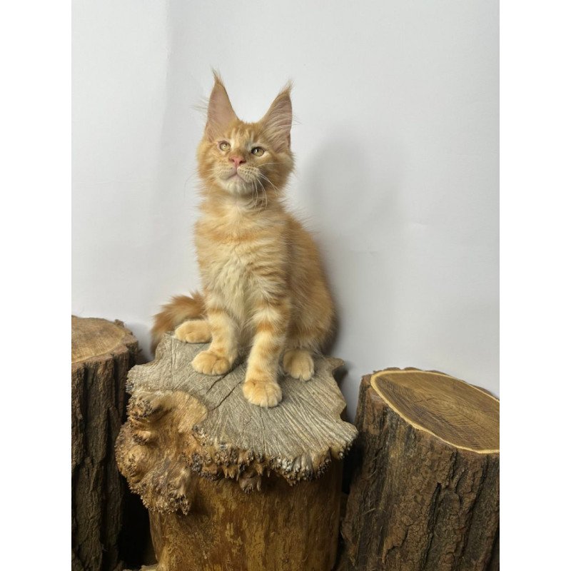 Maine Coon Kunzhut