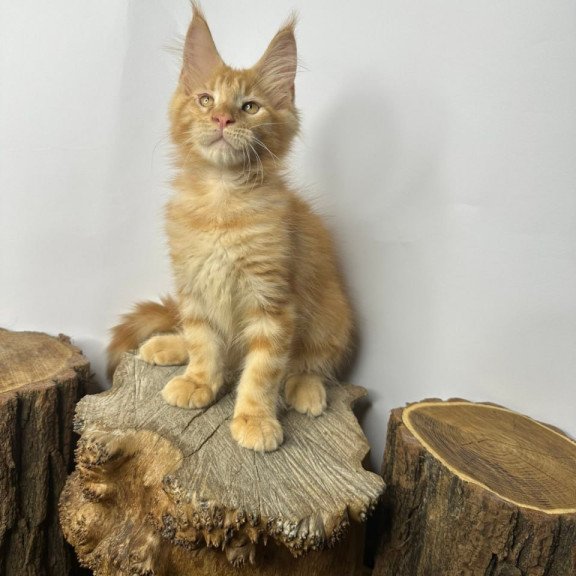 Maine Coon Kunzhut