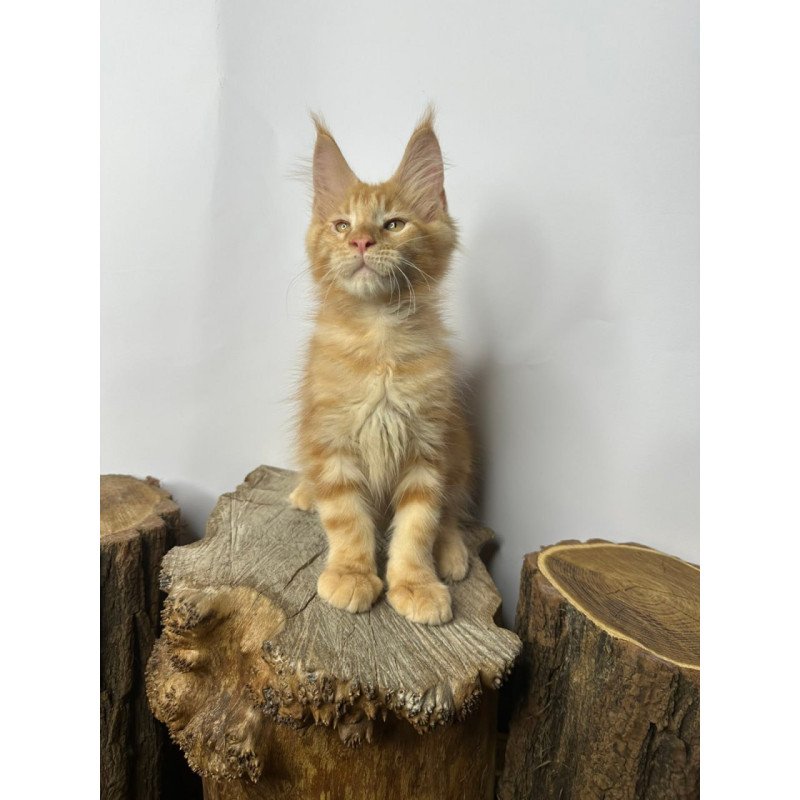 Maine Coon Kunzhut