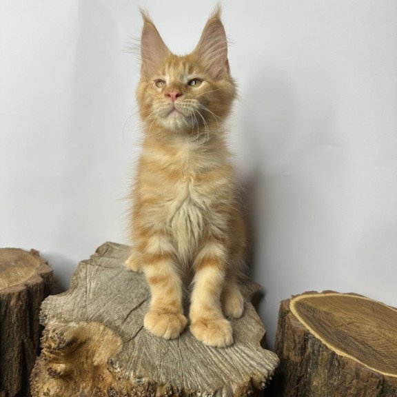 Maine Coon Kunzhut