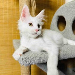 Maine Coon Kozak