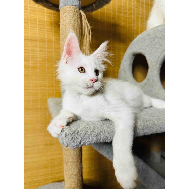Maine Coon Kozak