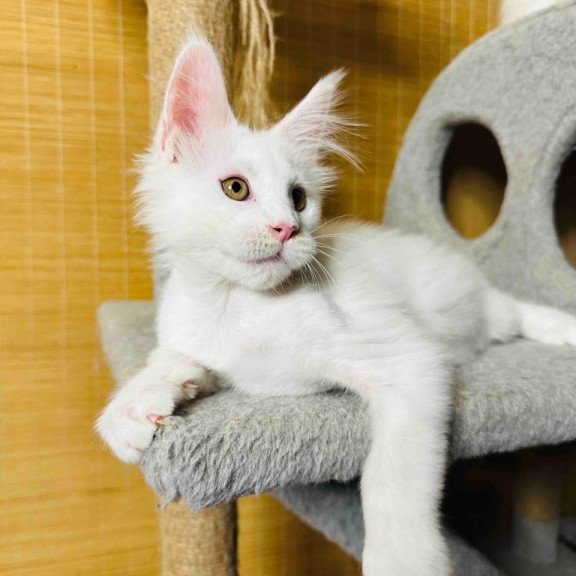 Maine Coon Kozak