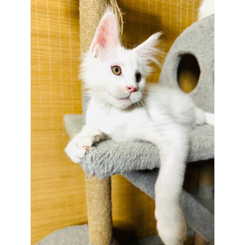 Maine Coon Kozak