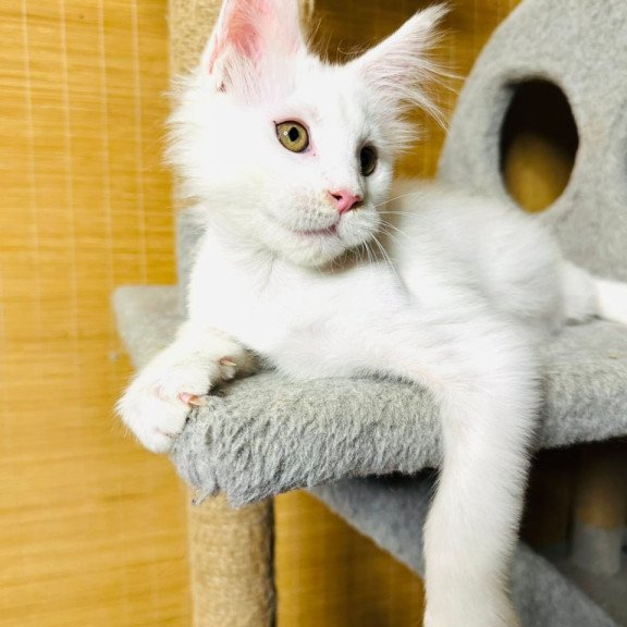 Maine Coon Kozak