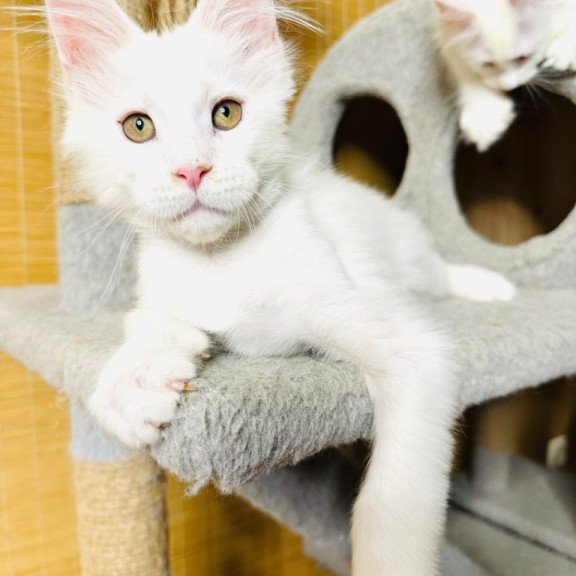Maine Coon Kozak