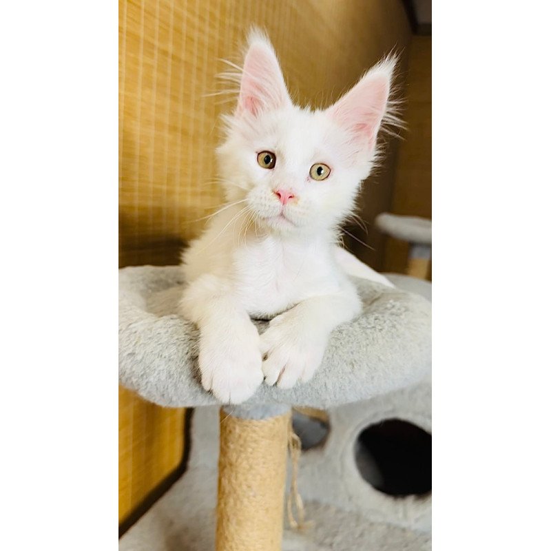 Maine Coon Kozak