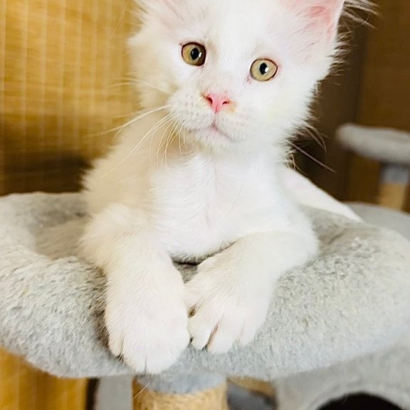 Maine Coon Kozak