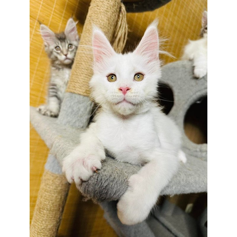 Maine Coon Kozak