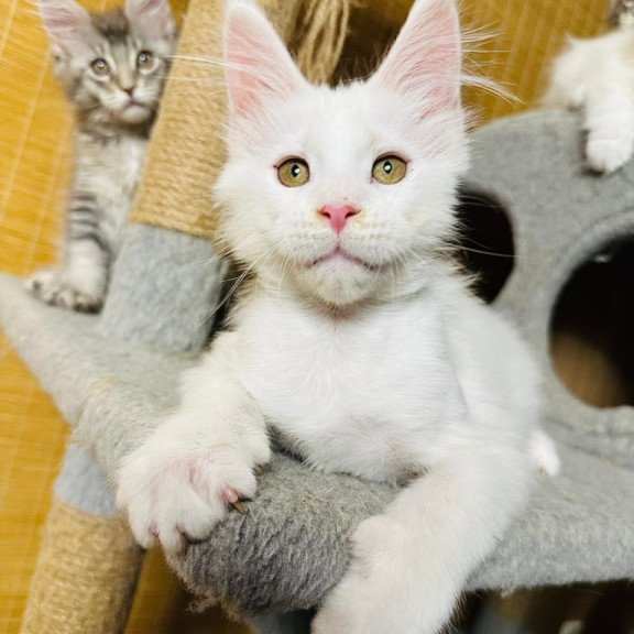 Maine Coon Kozak