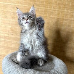 Maine Coon Mone