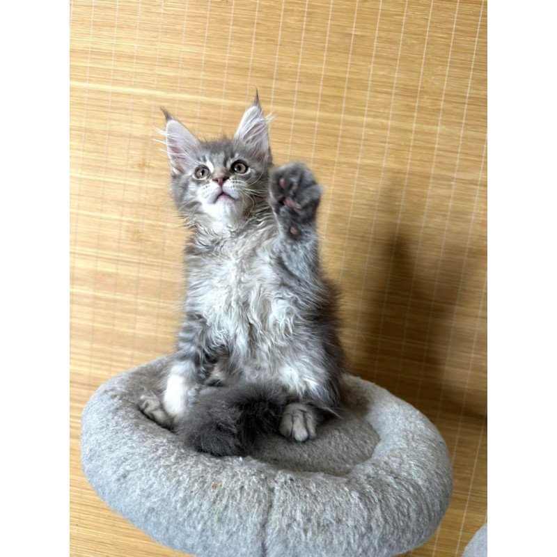 Maine Coon Mone
