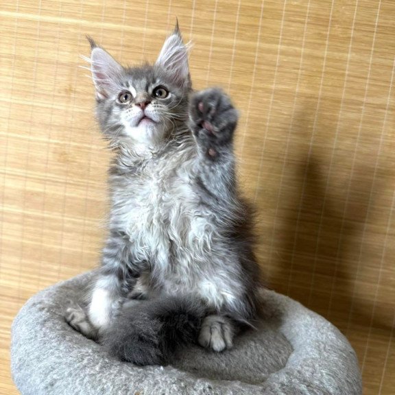 Maine Coon Mone