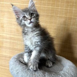 Maine Coon Mone