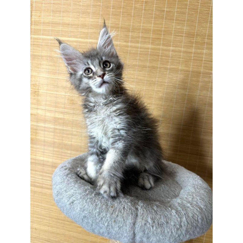 Maine Coon Mone