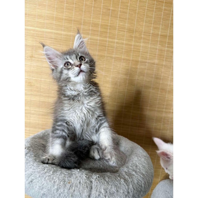 Maine Coon Mone