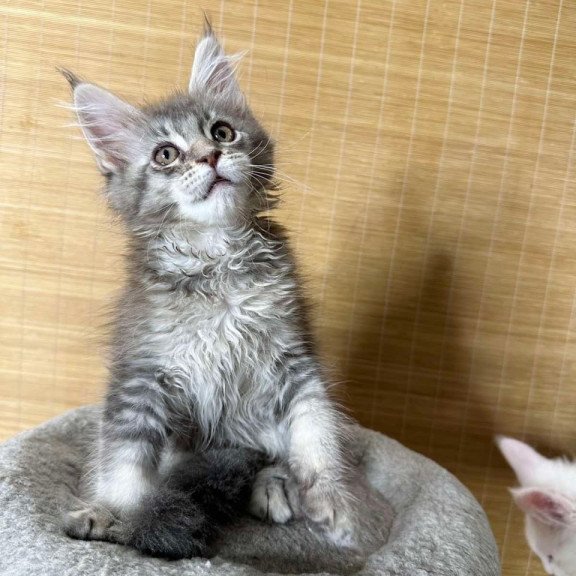 Maine Coon Mone
