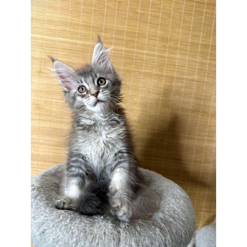 Maine Coon Mone