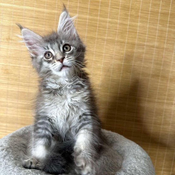 Maine Coon Mone