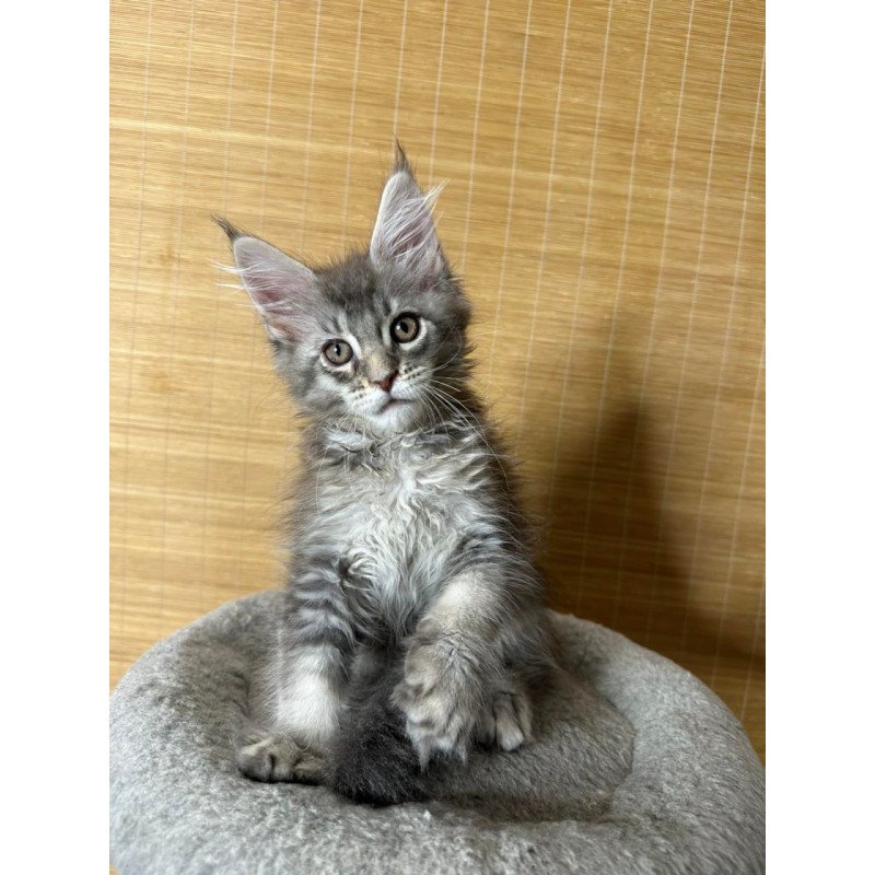 Maine Coon Mone
