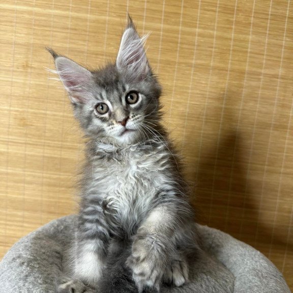 Maine Coon Mone