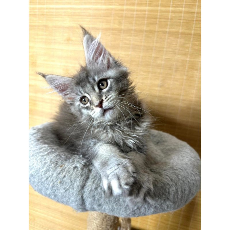 Maine Coon Mone