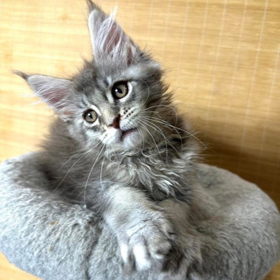 Maine Coon Mone