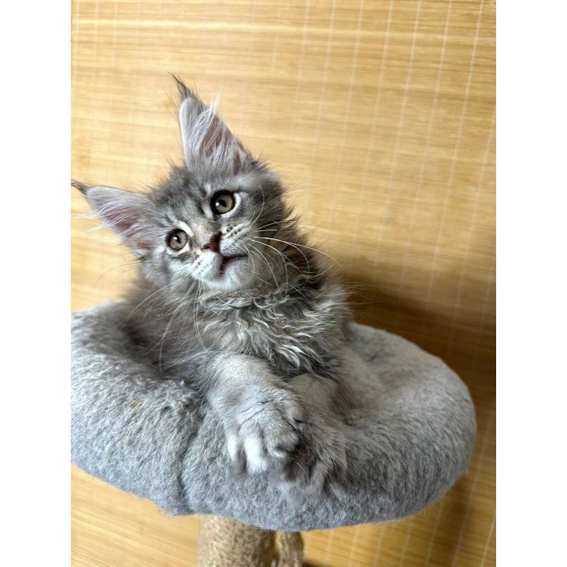 Maine Coon Mone
