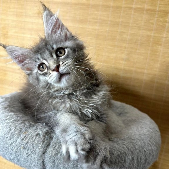 Maine Coon Mone